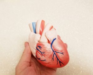 Heart! Human Heart! Cardiology! Heart Health!